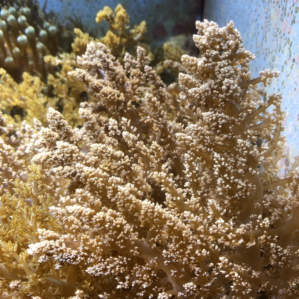 Feel Fine 美ら海水族館の小ぶりなサンゴたち